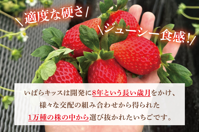 【12月中旬より順次発送】【数量限定】茨城県オリジナル品種『いばらキッス』DX300g×2パック【いちご 苺 フルーツ 果物 くだもの 水戸市 茨城県】（DO-3）