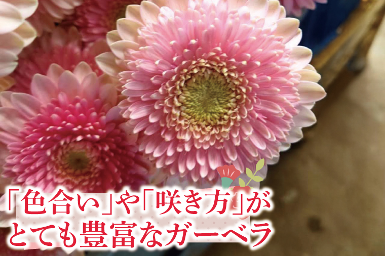【6回隔月定期便】旬の水戸市常澄のガーベラ カラフルミックス20本【ガーベラ 産直 サプライズ フラワーアレンジ 花 お花 贈り物 誕生日 母の日 彼女にプレゼント 水戸市 茨城県】（DR-133）