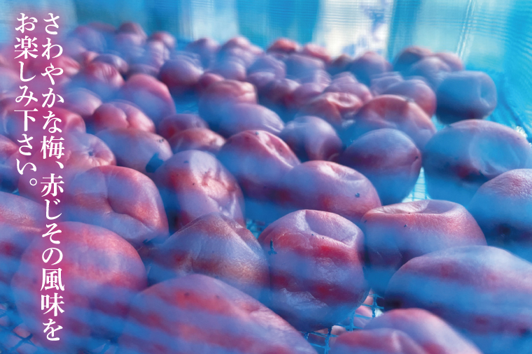 【水戸市有料観光土産品】Shamrock うずらのたまごのピクルス　梅香　3本【赤しそ しそ ピクルス 漬物 梅 ソース 水戸市 茨城県】（FE-10）