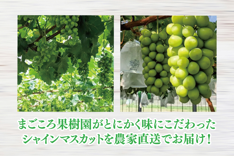 【2026年9月中旬より順次発送】令和7年度 茨城県生産力向上共励会 特別賞受賞！糖度約20～22度！美味しさにこだわったシャインマスカット（約500g）1房 化学肥料不使用 農家直送【葡萄 ぶどう マスカット フルーツ 果物 くだもの 水戸市 水戸 茨城県】（GG-20）