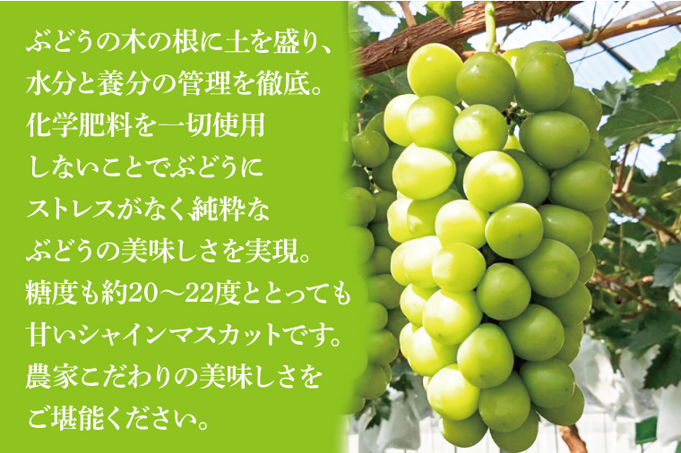 8月以降発送】糖度約20～22度！美味しさにこだわったシャインマスカット 約500g×6房 計約3kg【農家直送 化学肥料不使用 果物 フルーツ 葡萄  ぶどう ブドウ 厳選】（GG-7）: 水戸市ANAのふるさと納税