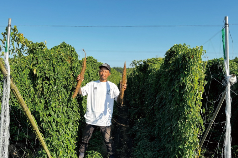 【数量限定】水戸の３年長芋（山芋）＆愛情ネギ＆元気ゴボウの３種類セット【茨城県産 野菜 やさい 野菜セット 水戸野菜 ごぼう 牛蒡 ながいも やまいも ねぎ 葱 国産 新鮮 産地直送 農家直送 生産者】（HD-2）