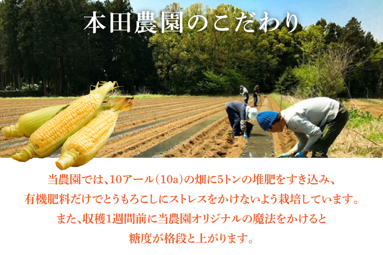 【6月より順次発送】【本田農園】ミトレル朝どれトウモロコシ【とうもろこし コーン 野菜 新鮮 期間限定 朝採れ 糖度 お取り寄せ 旬 旬野菜 水戸市 茨城県】（JN-1）