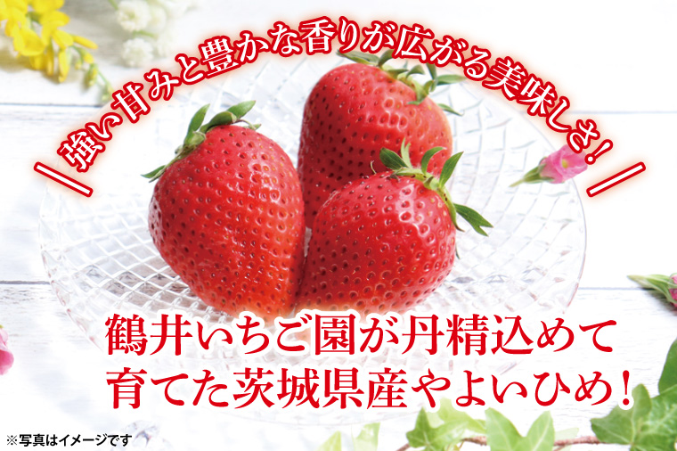【2026年1月中旬以降発送】【数量限定】【朝採れ】いちご やよいひめ3L 4パック【茨城県共通返礼品／石岡市】【朝どり 果物 くだもの フルーツ 苺 イチゴ 完熟 甘い 農家直送】（KU-3）