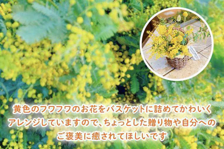 【3月以降発送・数量限定】ミモザのバスケットアレンジ（限定品）【インテリア おしゃれ 壁飾り プレゼント お花 ギフト ナチュラル アレンジ フラワーアレンジ 水戸市 水戸 茨城県 10000円以内 1万円以内】（KW-4）