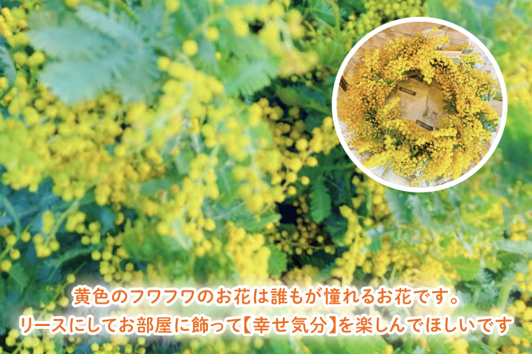 【3月以降発送・数量限定】大きな木から作るミモザのリース（限定品）【インテリア おしゃれ 壁飾り プレゼント お花 ギフト ナチュラル アレンジ フラワーアレンジ 水戸市 水戸 茨城県 10000円以内 1万円以内】（KW-5）