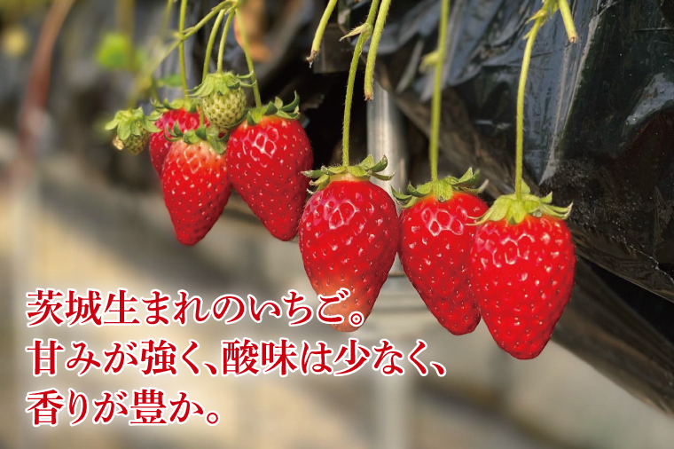 【数量限定】【離島配送不可】いばらキッス 2パック/箱【茨城県共通返礼品/石岡市】【いちご イチゴ 苺 果物 くだもの  フルーツ 茨城県オリジナル品種 茨城県】（LX-1）