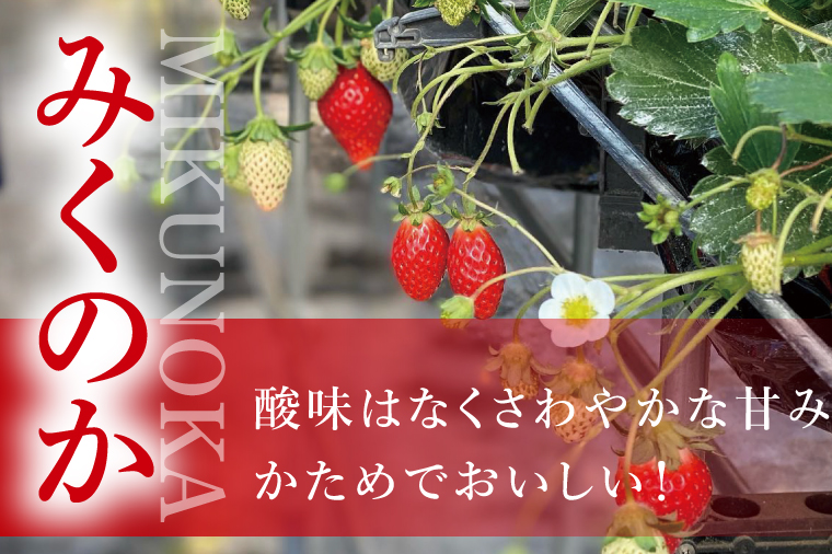 【数量限定】【離島配送不可】いばらキッス×みくのか 2パック/箱【茨城県共通返礼品/石岡市】【いちご イチゴ 苺 果物 くだもの  フルーツ 茨城県】（LX-9）
