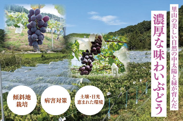 【9月上旬より順次発送】【数量限定】種なし巨峰 約1.5キロ（３～４房）【巨峰 ブドウ ぶどう フルーツ 果物 くだもの 濃厚 種なし 水戸市 茨城県】（MA-1）