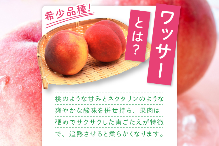 【2026年8月上旬より順次発送】【数量限定】希少品種！ワッサー 約２キロ（8-10個）【フルーツ 果物 桃 ネクタリン くだもの デザート おやつ 水戸市 茨城県】（MA-3）