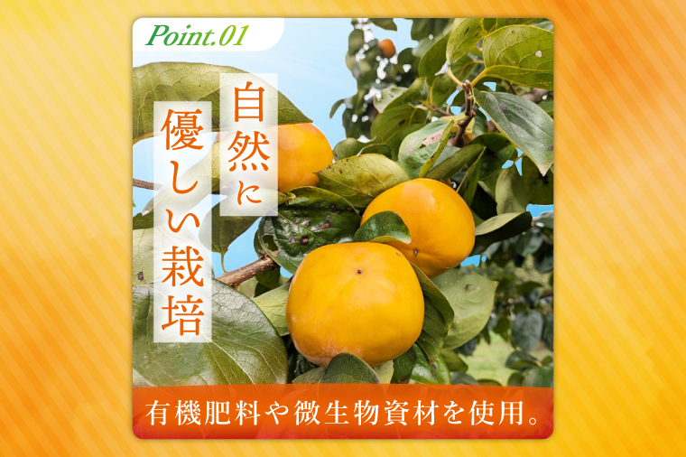 【2026年10月上旬より順次発送】【数量限定】太秋柿 約2kg（6-8玉）【フルーツ 果物 柿 甘柿 完熟 くだもの デザート おやつ 水戸市 茨城県】（MA-4）