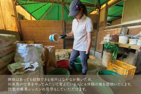 厩務員チャレンジコース（240分）【乗馬 馬 体験 水戸市 茨城県】（EY-2）