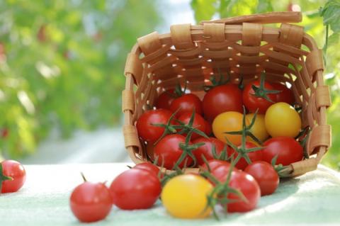 ドロップファームの美容トマトジュース720ml 2本セット(赤黄)【トマト とまと ブレンド イエローアイコ アイコ セット 野菜ジュース 野菜 やさい 健康 水戸市 茨城県】（CK-8）