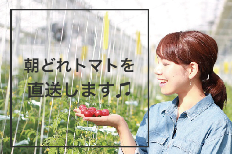 【11月～6月発送】ドロップファームの美容トマト おまかせ2kg箱(４種ミックス)【とまと フルーツトマト 野菜ソムリエ 栄養士 アイコ イエローアイコ 小鈴 フルティカ 野菜 フレッシュ 水戸市 茨城県】（CK-102）