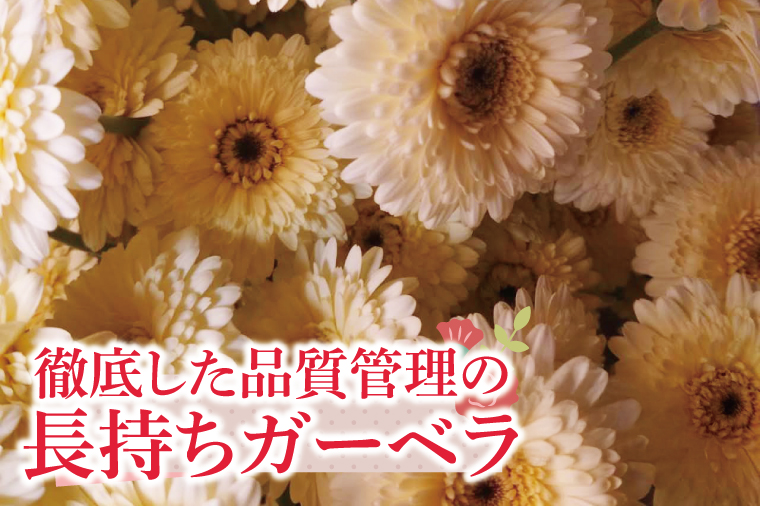 【6回隔月定期便】旬の水戸市常澄のガーベラ カラフルミックス20本【ガーベラ 産直 サプライズ フラワーアレンジ 花 お花 贈り物 誕生日 母の日 彼女にプレゼント 水戸市 茨城県】（DR-133）