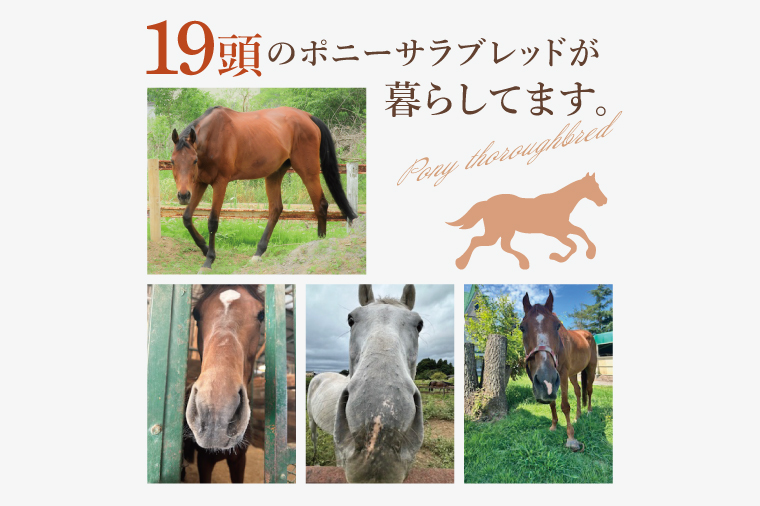 ホースセラピー・癒しコース（120分）【乗馬 馬 ポニー サラブレッド ブラッシング リラクゼーション 水戸市 茨城県】（EY-1）