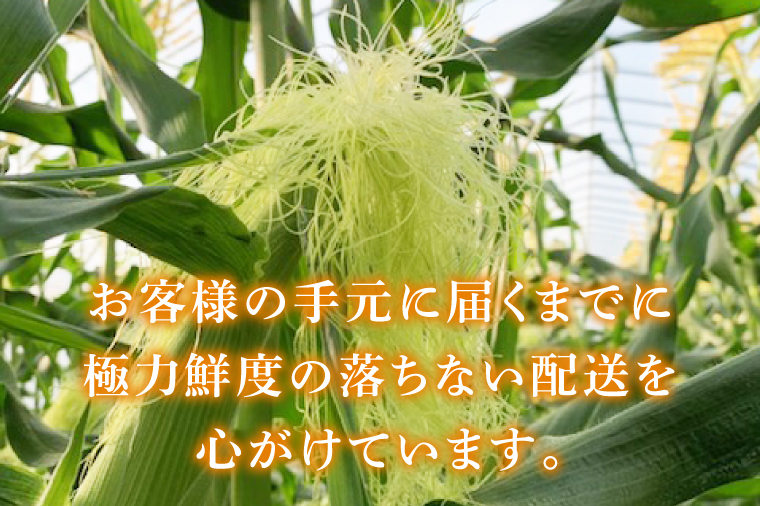 【6月より順次発送】【本田農園】ミトレル朝どれトウモロコシ【とうもろこし コーン 野菜 新鮮 期間限定 朝採れ 糖度 お取り寄せ 旬 旬野菜 水戸市 茨城県】（JN-1）