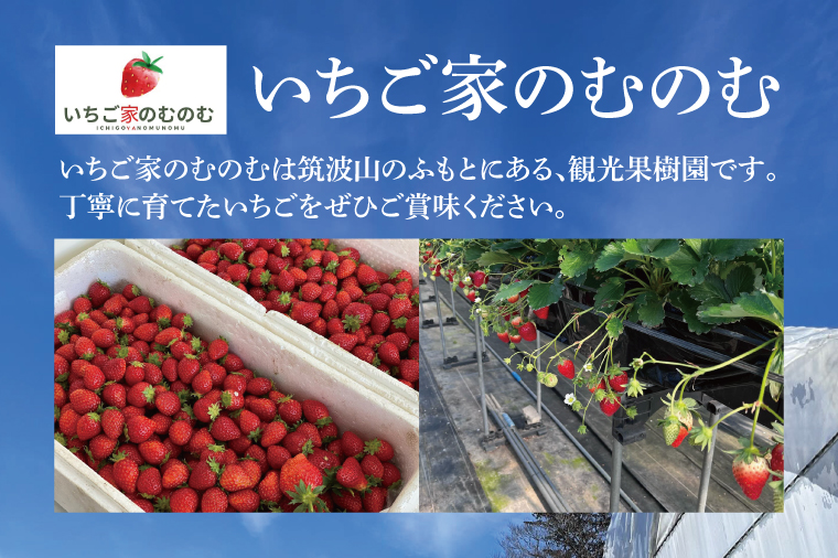 【数量限定】【離島配送不可】いばらキッス 2パック/箱【茨城県共通返礼品/石岡市】【いちご イチゴ 苺 果物 くだもの  フルーツ 茨城県オリジナル品種 茨城県】（LX-1）