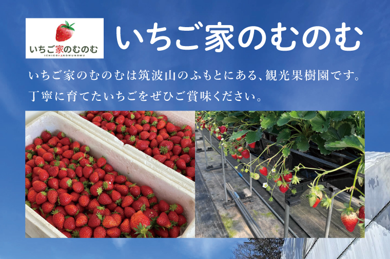 【数量限定】【離島配送不可】いばらキッス×みくのか 4パック/箱【茨城県共通返礼品/石岡市】【いちご イチゴ 苺 果物 くだもの  フルーツ 茨城県】（LX-10）