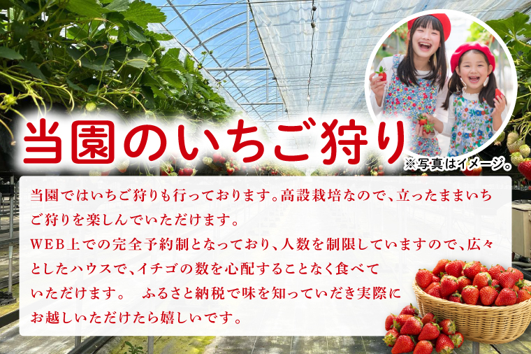 【数量限定】【離島配送不可】みくのか 2パック/箱【茨城県共通返礼品/石岡市】【いちご イチゴ 苺 果物 くだもの  フルーツ 茨城県】（LX-7）