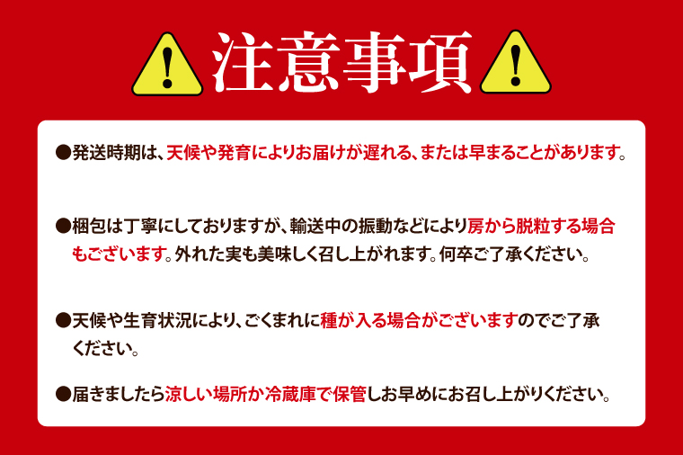【9月上旬より順次発送】【数量限定】種なし巨峰 約1.5キロ（３～４房）【巨峰 ブドウ ぶどう フルーツ 果物 くだもの 濃厚 種なし 水戸市 茨城県】（MA-1）