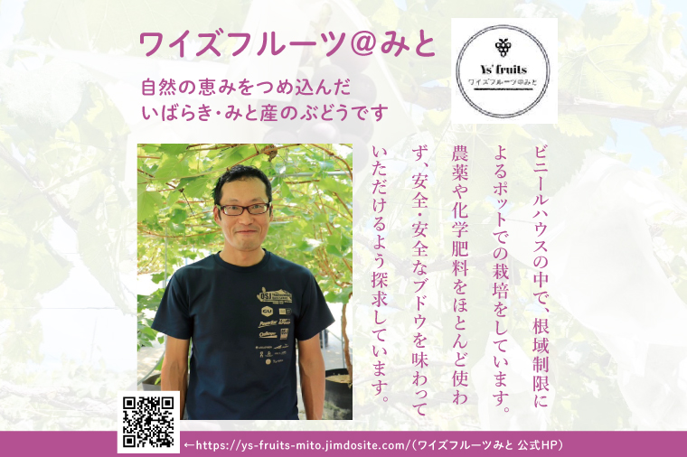 【9月上旬より順次発送】【数量限定】種なし巨峰 約1キロ（2～3房）【巨峰 ブドウ ぶどう フルーツ 果物 くだもの 濃厚 種なし 水戸市 茨城県】（MA-2）