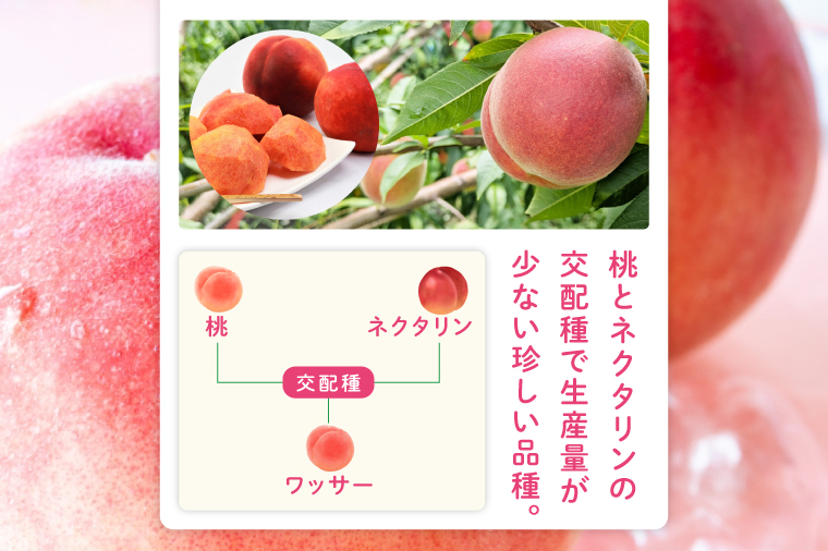 【2026年8月上旬より順次発送】【数量限定】希少品種！ワッサー 約２キロ（8-10個）【フルーツ 果物 桃 ネクタリン くだもの デザート おやつ 水戸市 茨城県】（MA-3）