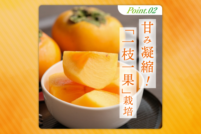 【2026年10月上旬より順次発送】【数量限定】太秋柿 約2kg（6-8玉）【フルーツ 果物 柿 甘柿 完熟 くだもの デザート おやつ 水戸市 茨城県】（MA-4）