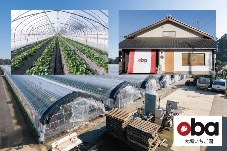 【12月中旬より順次発送】【数量限定】茨城県オリジナル品種『いばらキッス』と希少なプレミアム白イチゴ『淡雪』紅白化粧箱一箱（12粒～18粒）【いちご 苺 フルーツ 果物 くだもの 水戸市 茨城県】（DO-2）