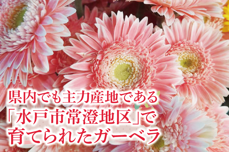 旬の水戸市常澄のガーベラ カラフルミックス20本【ガーベラ 産直 サプライズ フラワーアレンジ 花 お花 贈り物 誕生日 母の日 彼女にプレゼント 水戸市 茨城県】（DR-130）
