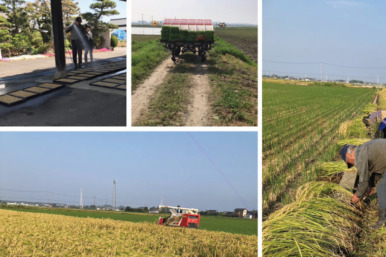 令和7年産 茨城県水戸市常澄産コシヒカリ みと米2㎏【こしひかり お米 米 水戸市 茨城県】（EX-5）