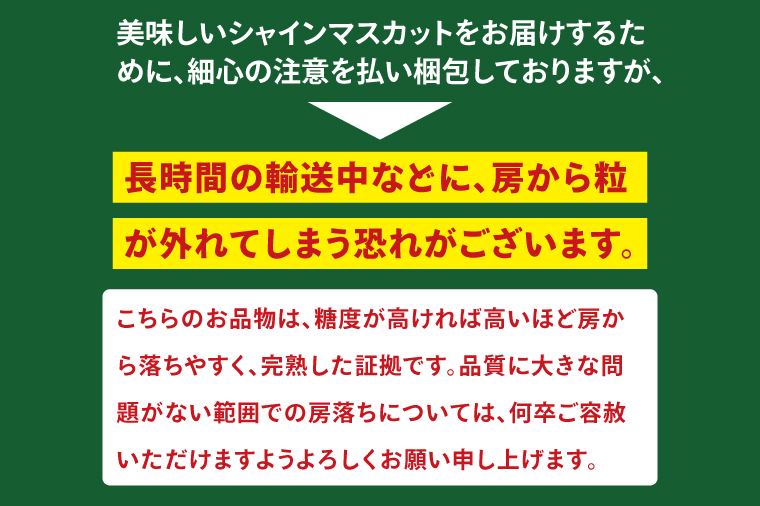 【2026年9月中旬より順次発送】令和7年度 茨城県生産力向上共励会 特別賞受賞！糖度約20～22度！美味しさにこだわったシャインマスカット（約900g）1～2房 化学肥料不使用 農家直送【葡萄 ぶどう マスカット フルーツ 果物 くだもの 水戸市 水戸 茨城県】（GG-22）