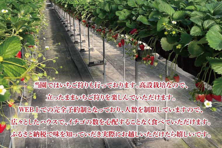 【数量限定】【離島配送不可】いばらキッス 2パック/箱【茨城県共通返礼品/石岡市】【いちご イチゴ 苺 果物 くだもの  フルーツ 茨城県オリジナル品種 茨城県】（LX-1）