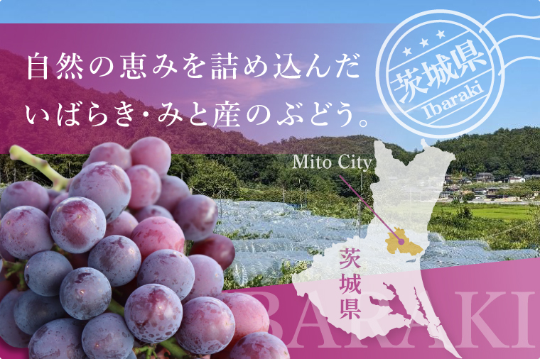 【9月上旬より順次発送】【数量限定】種なし巨峰 約1キロ（2～3房）【巨峰 ブドウ ぶどう フルーツ 果物 くだもの 濃厚 種なし 水戸市 茨城県】（MA-2）