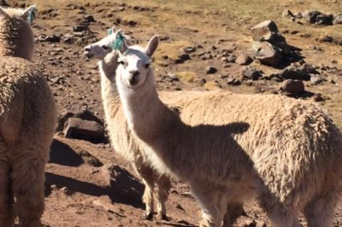 【アルパカ専門店　T'IKA】メンズベストVネック　黒・紺MIX　(アルパカ100％) 【アパレル 洋服 おしゃれ ベスト プレゼント 毛糸 大きめ サイズ 水戸市 ブラック ネイビー】(AL-7)