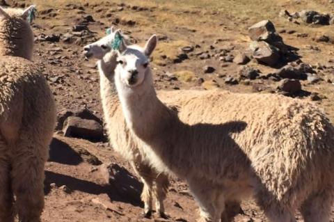 【アルパカ専門店　T'IKA】ラグランセーター（アルパカ100％）　れんがオレンジ 【アパレル 橙色 ウィメンズ 毛糸 大きめサイズ 茨城県 水戸市 ギフト プレゼント】 (AL-11)