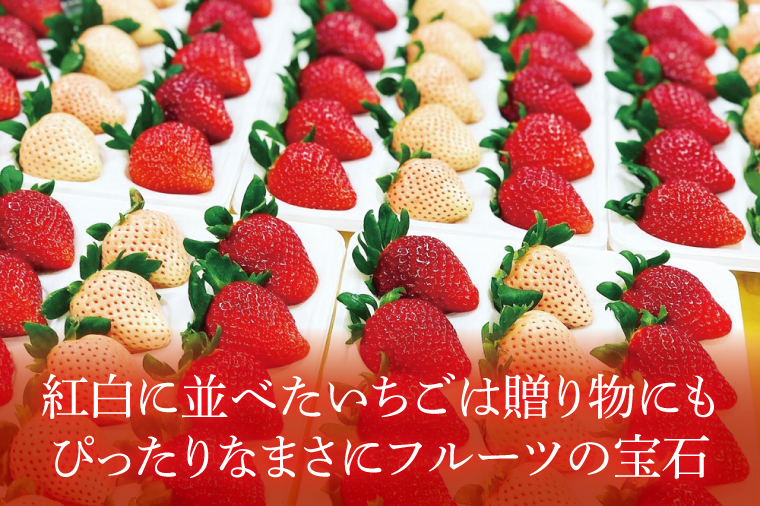 【12月中旬より順次発送】【数量限定】茨城県オリジナル品種『いばらキッス』と希少なプレミアム白イチゴ『淡雪』紅白化粧箱一箱（12粒～18粒）【いちご 苺 フルーツ 果物 くだもの 水戸市 茨城県】（DO-2）