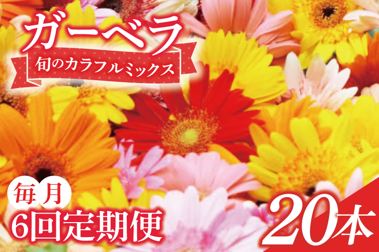 【6ヶ月定期便】旬の水戸市常澄のガーベラ カラフルミックス20本【ガーベラ 産直 サプライズ フラワーアレンジ 花 お花 贈り物 誕生日 母の日 彼女にプレゼント 水戸市 茨城県】（DR-132）
