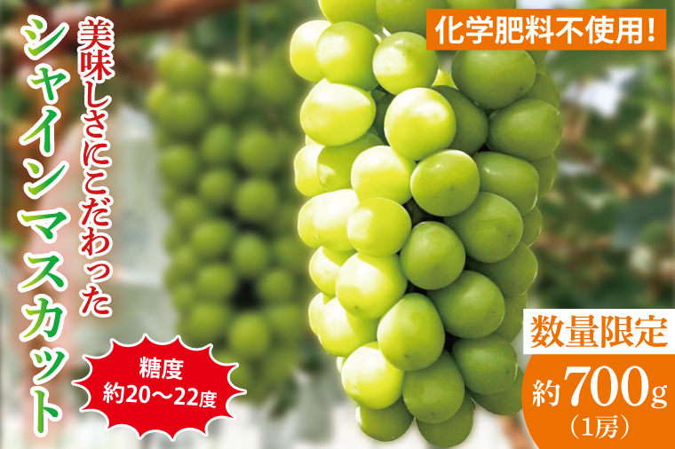 【2026年9月中旬より順次発送】令和7年度 茨城県生産力向上共励会 特別賞受賞！糖度約20～22度！美味しさにこだわったシャインマスカット（約700g）1房 化学肥料不使用 農家直送【葡萄 ぶどう マスカット フルーツ 果物 くだもの 水戸市 水戸 茨城県】（GG-21）