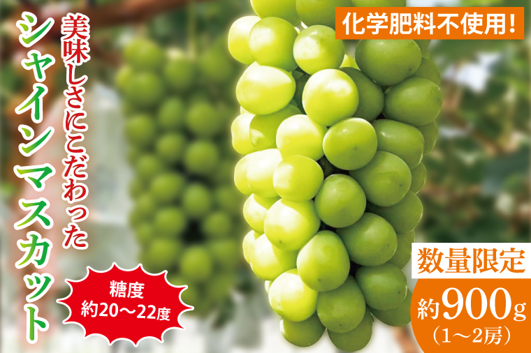 【2026年9月中旬より順次発送】令和7年度 茨城県生産力向上共励会 特別賞受賞！糖度約20～22度！美味しさにこだわったシャインマスカット（約900g）1～2房 化学肥料不使用 農家直送【葡萄 ぶどう マスカット フルーツ 果物 くだもの 水戸市 水戸 茨城県】（GG-22）