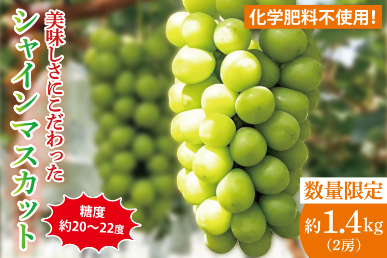 【2026年9月中旬より順次発送】令和7年度 茨城県生産力向上共励会 特別賞受賞！糖度約20～22度！美味しさにこだわったシャインマスカット（約1400g）2房 化学肥料不使用 農家直送【葡萄 ぶどう マスカット フルーツ 果物 くだもの 水戸市 水戸 茨城県】（GG-24）