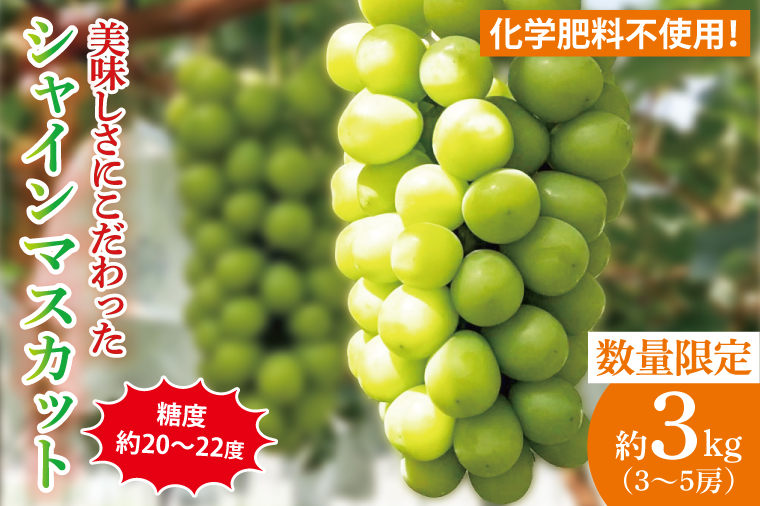 【2026年9月中旬より順次発送】令和7年度 茨城県生産力向上共励会 特別賞受賞！糖度約20～22度！美味しさにこだわったシャインマスカット（約3000g）3～5房   化学肥料不使用 農家直送【葡萄 ぶどう マスカット フルーツ 果物 くだもの 水戸市 水戸 茨城県】（GG-26）