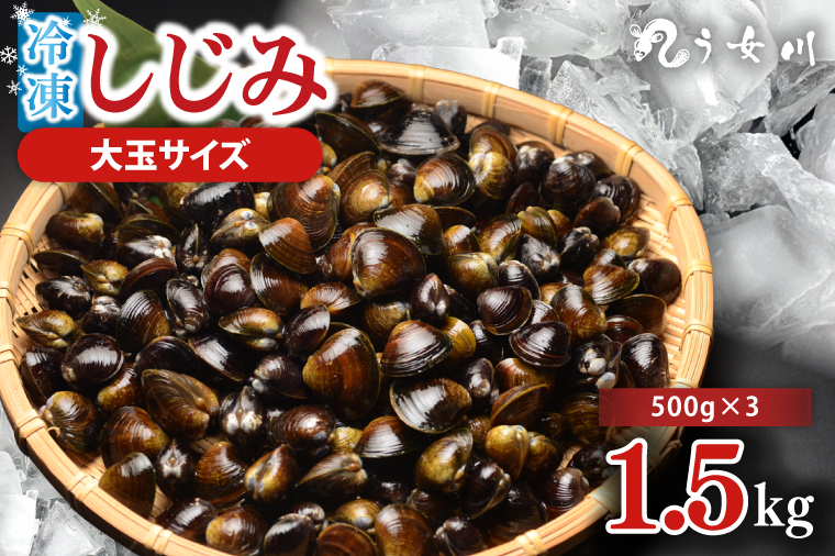 しじみ 冷凍 特選 大玉 1.5kg（500ｇ×3）砂抜き済み 涸沼川 う女川【シジミ オルニチン ミネラル ビタミンB12 出汁 肝臓 味噌汁 スープ 茨城県 水戸市】（IX-112）