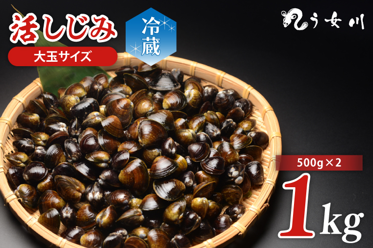 活しじみ 特選 大玉 1kg（500ｇ×2） 涸沼川 う女川【シジミ オルニチン ミネラル ビタミンB12 出汁 肝臓 味噌汁 スープ 茨城県 水戸市】（IX-105）
