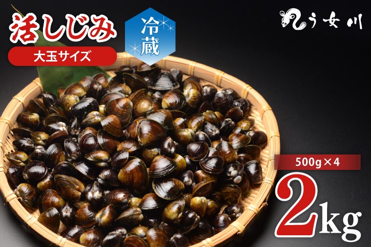 活しじみ 特選 大玉 2kg（500ｇ×4）涸沼川 う女川【シジミ オルニチン ミネラル ビタミンB12 出汁 肝臓 味噌汁 スープ 茨城県 水戸市】（IX-107）