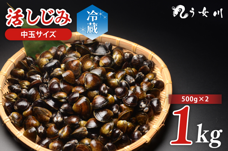 活しじみ 中玉 1kg（500ｇ×2）涸沼川 う女川【シジミ オルニチン ミネラル ビタミンB12 出汁 肝臓 味噌汁 スープ 茨城県 水戸市】（IX-108）