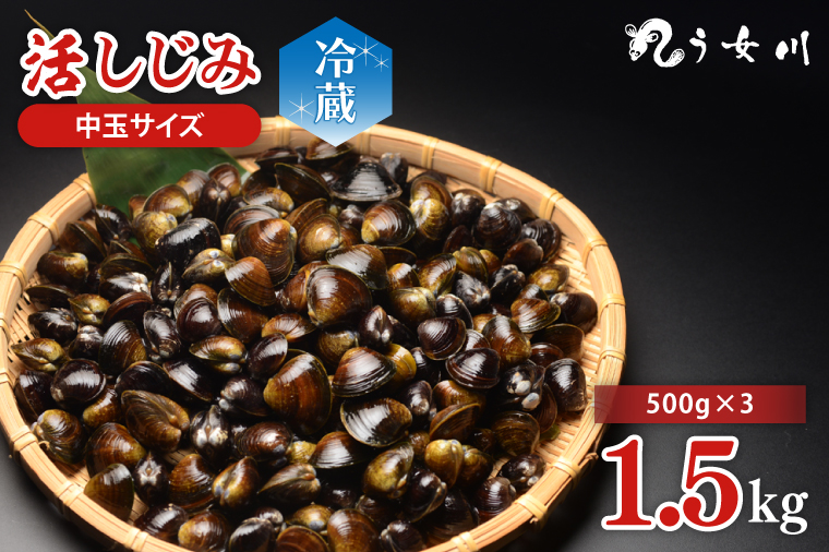 活しじみ 中玉 1.5kg（500ｇ×3）涸沼川 う女川【シジミ オルニチン ミネラル ビタミンB12 出汁 肝臓 味噌汁 スープ 茨城県 水戸市】（IX-109）
