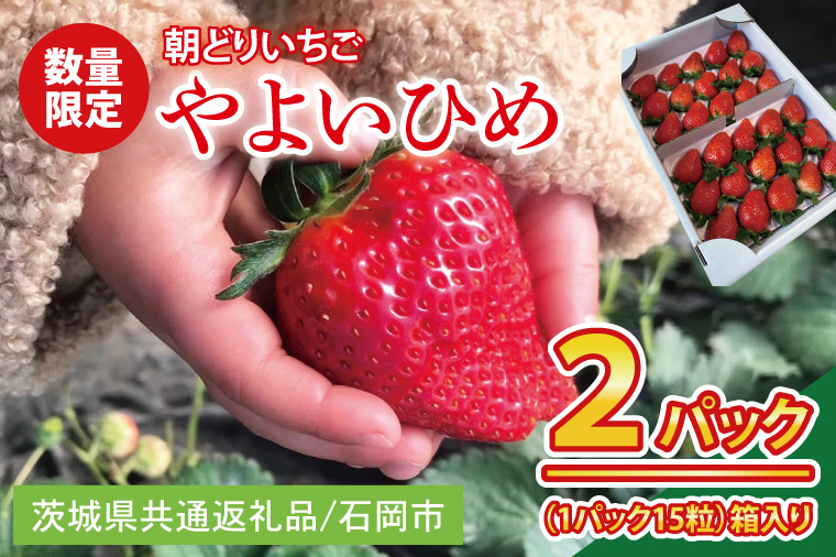 【2026年1月中旬以降発送】【数量限定】【朝採れ】いちご やよいひめ特選2パック【茨城県共通返礼品／石岡市】【果物 くだもの フルーツ 苺 イチゴ 完熟 甘い 農家直送】（KU-12）