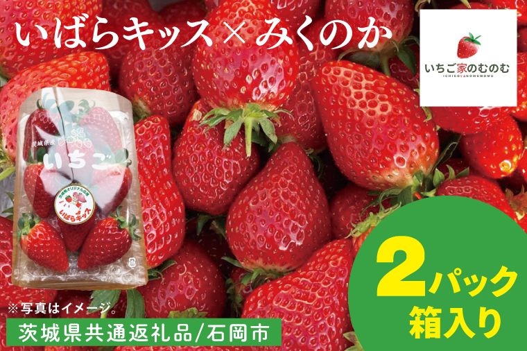 【数量限定】【離島配送不可】いばらキッス×みくのか 2パック/箱【茨城県共通返礼品/石岡市】【いちご イチゴ 苺 果物 くだもの  フルーツ 茨城県】（LX-9）