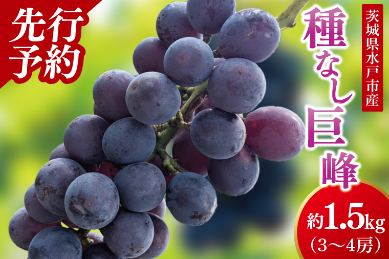 【9月上旬より順次発送】【数量限定】種なし巨峰 約1.5キロ（３～４房）【巨峰 ブドウ ぶどう フルーツ 果物 くだもの 濃厚 種なし 水戸市 茨城県】（MA-1）